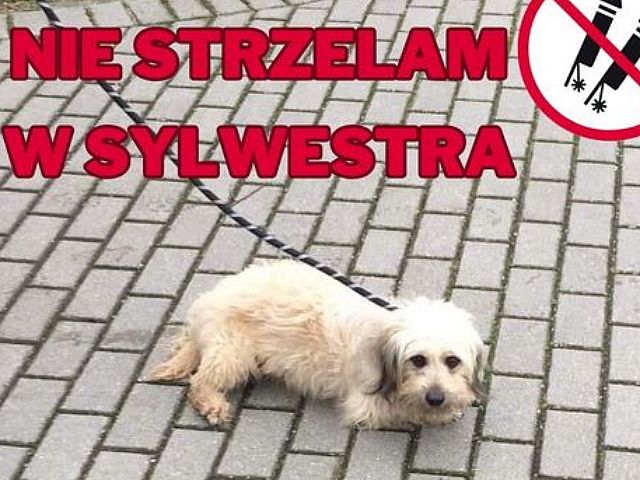 NIE STRZELAJ W SYLWESTRA