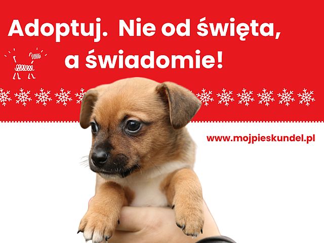 ADOPTUJ ! NIE OD ŚWIĄT, A ŚWIADOMIE !