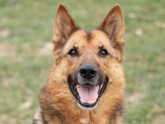 HALO ! HALO !!! Z radością informujemy, że wznawiamy wpłaty na nowe konto na wirtualną adopcję.   Nr konta: 35 2030 0045 1110 0000 0382 5640 BGŻ BNP Paribas S.A. w tytule wpisując: PSIA NADZIEJA 26079 i imię swojego wirtualnego psiaka . 